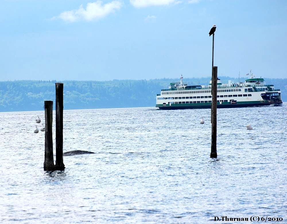 a gray whale -eagle-and-ferry