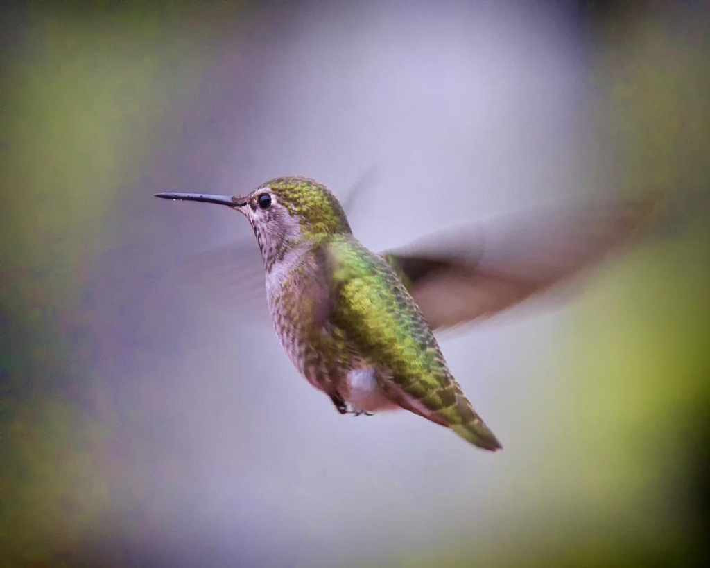 A Winter's Hummingbird