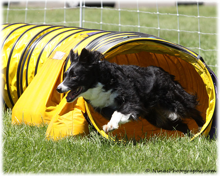 Agility Pictures