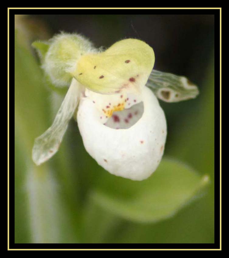 Alaskan Orchid - Lady Slipper