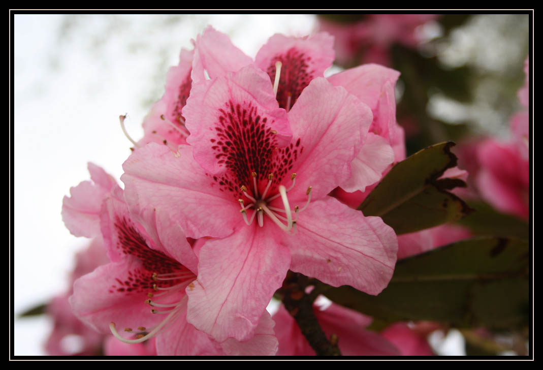 Another Pink Rhodie