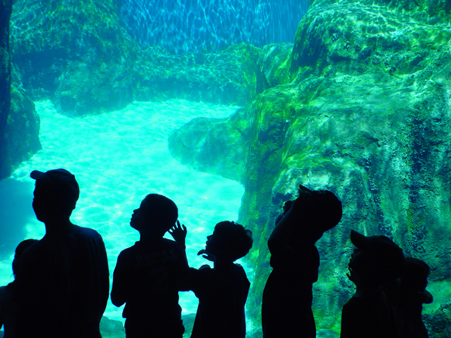 Aquarium Silhouette