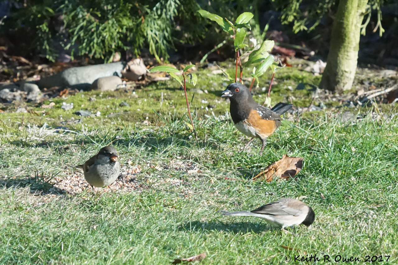 Back to Front: Spotted Towhee, House Sparrow, Dark-eyed Junco