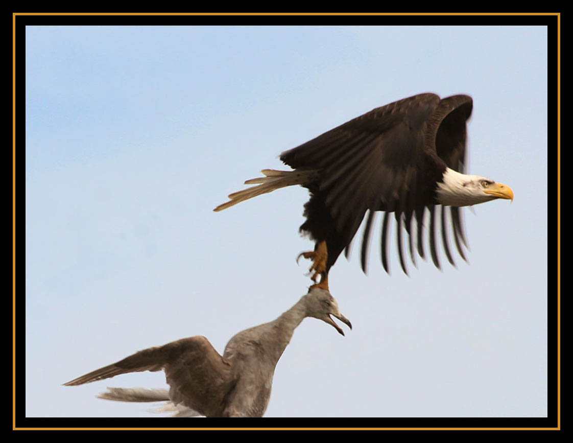 Bald Eagle Carrying Gull