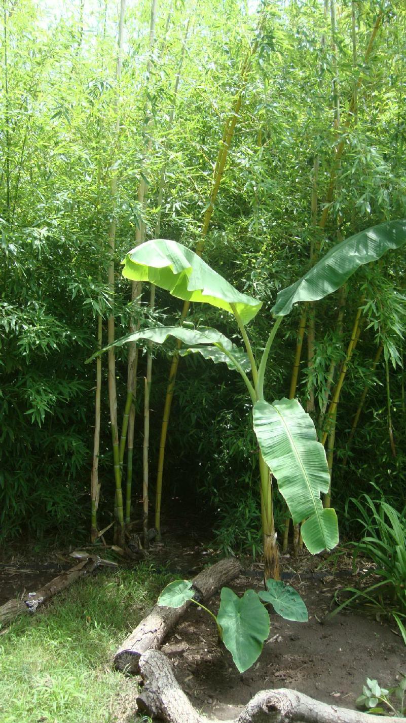 Bananas & Bamboo