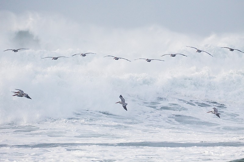 Brown Pelicans cruising the waves