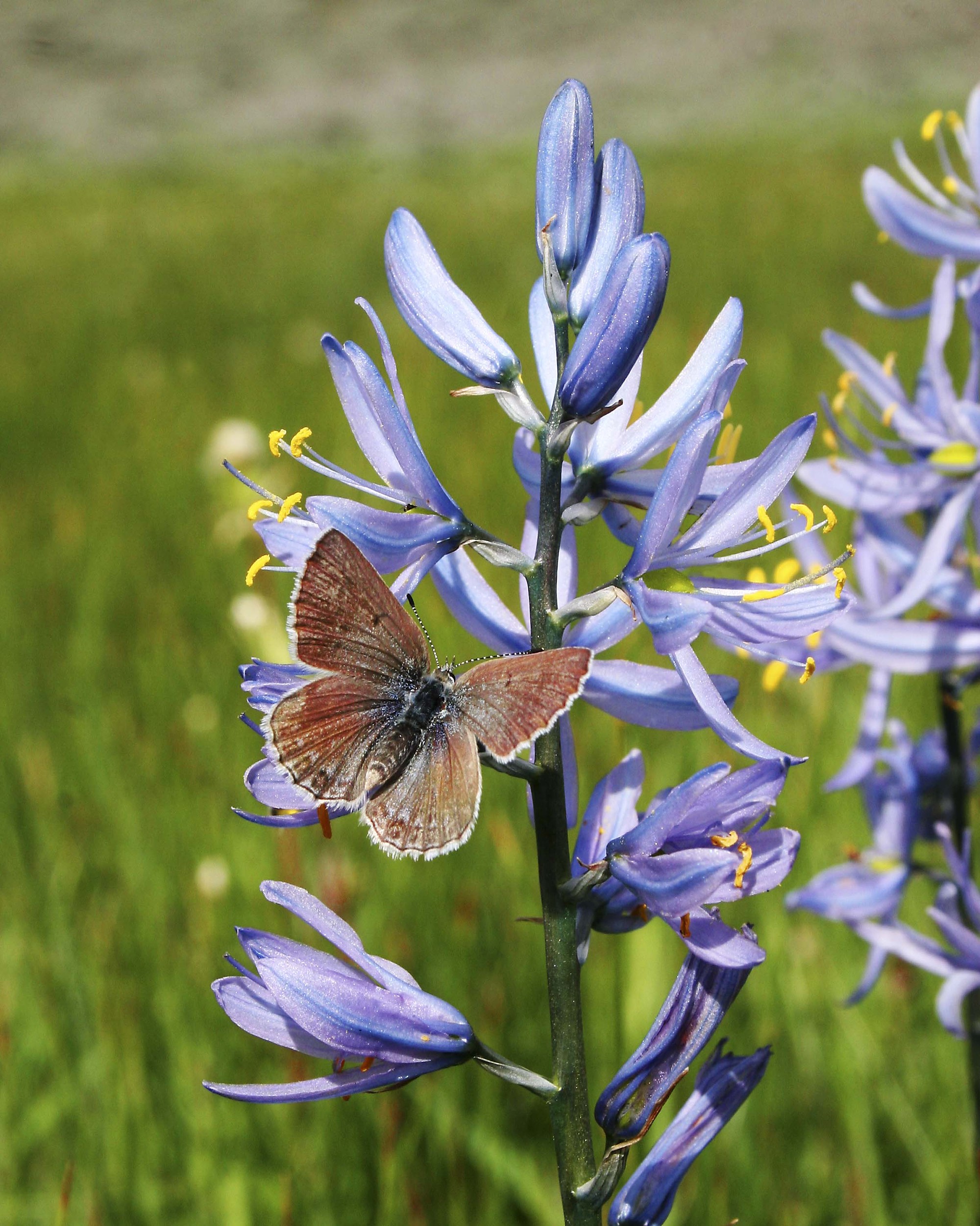 Butterfly on Blue Camas Blossom