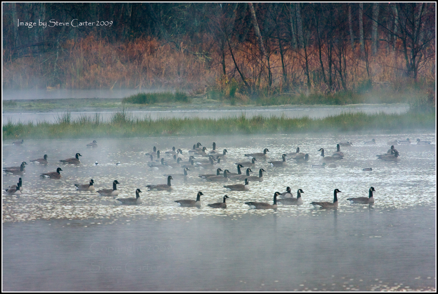Canadian Geese at Chambers Creek