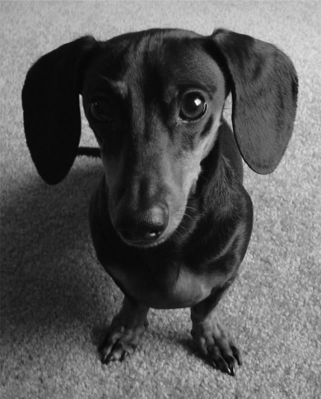 Charlie the wonder pup