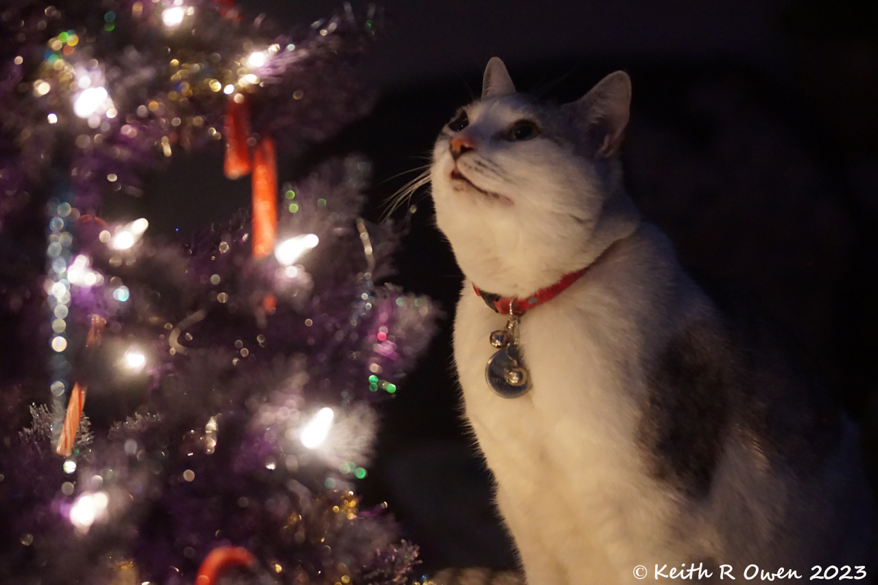 Cheyenne and the Christmas Tree