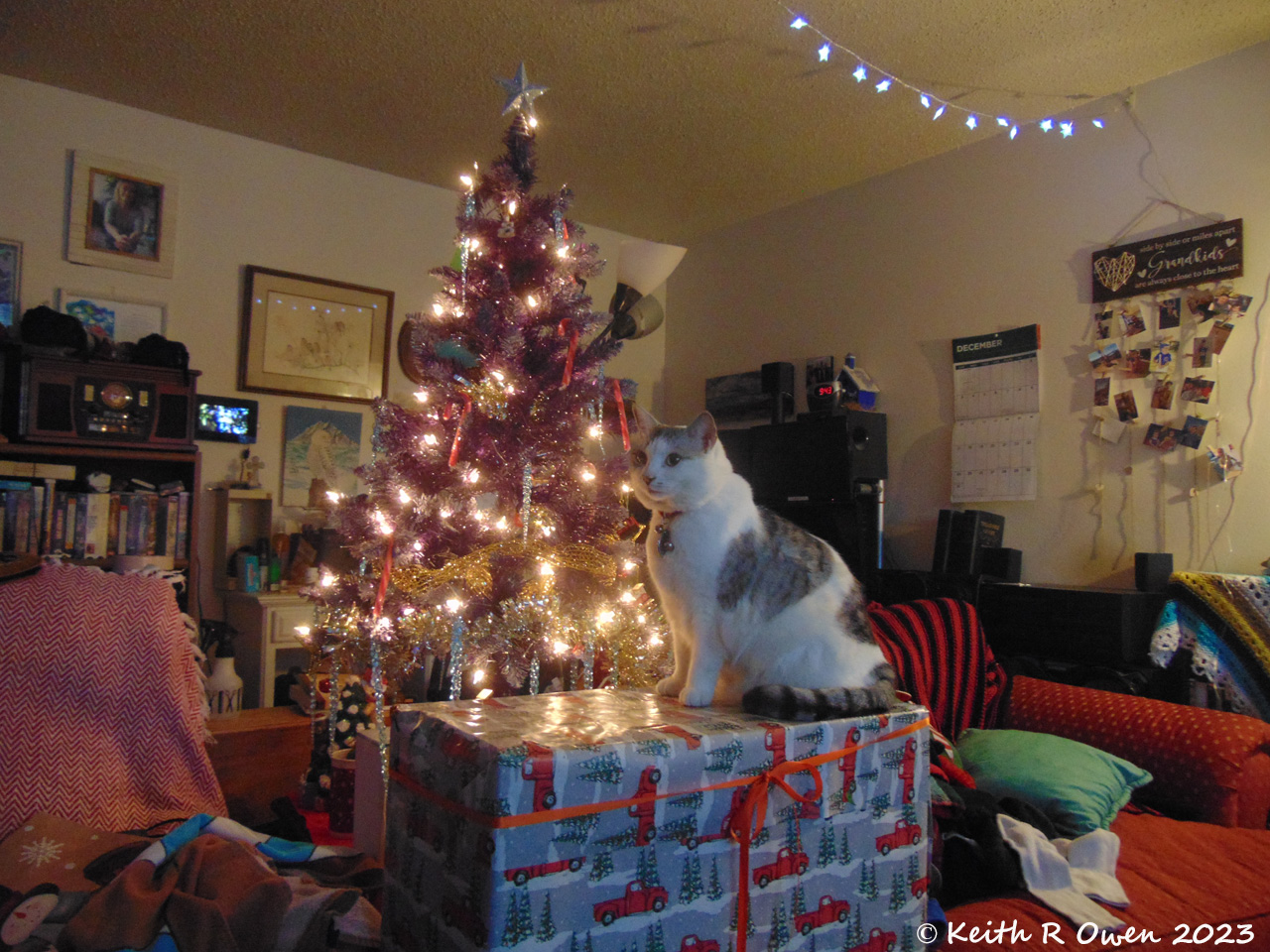 Cheyenne and the Christmas Tree