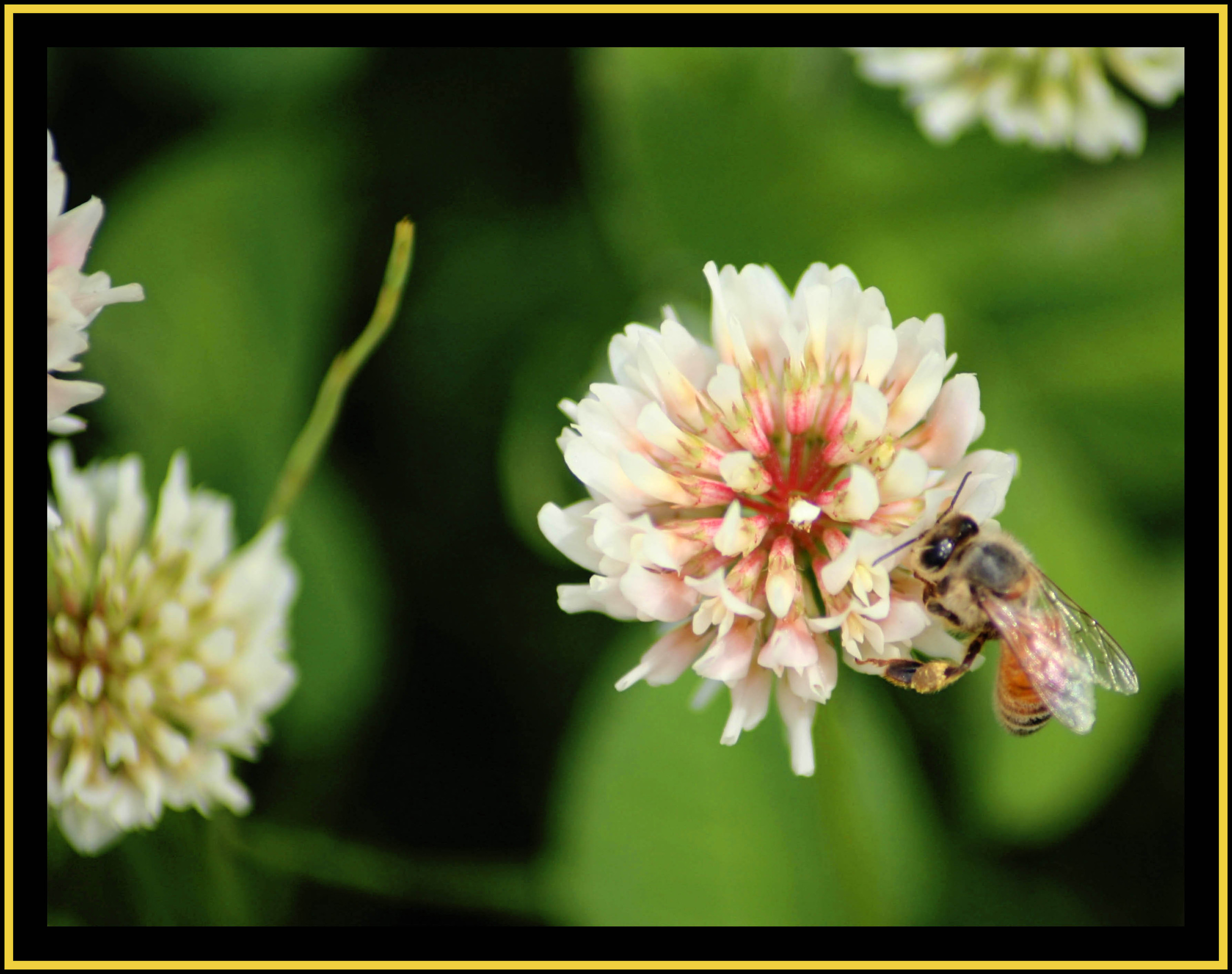 Clover and Honey Bee