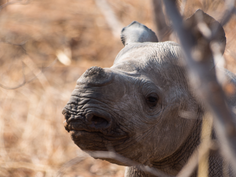 Curious young Rhino