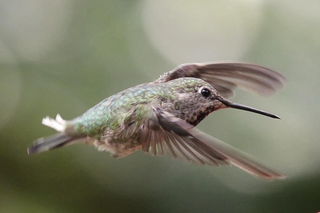 Curly Tail, a hummer with a little curl in her tail.