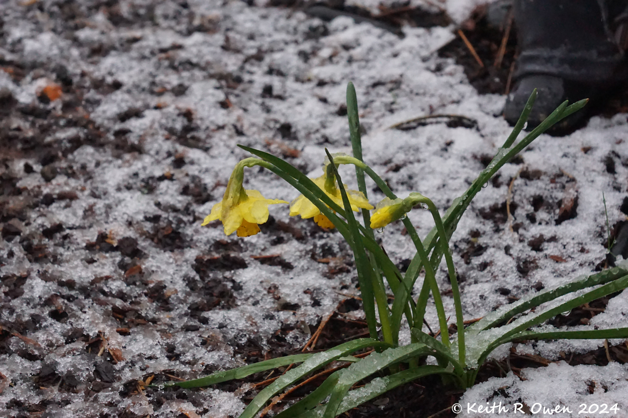 Daffodil in the Snow