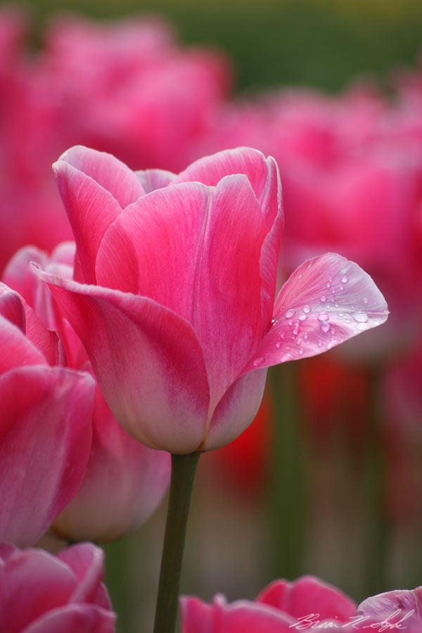 Dew Drop Tulip