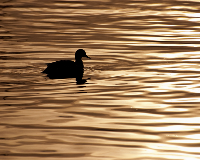 duck in silhouette