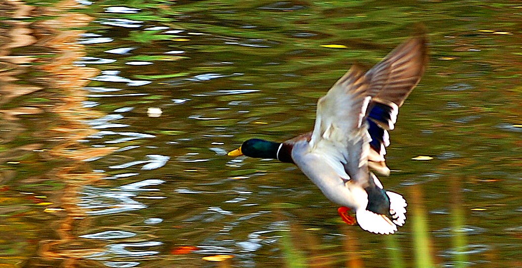Duck Takeoff