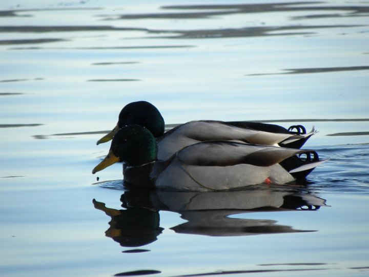 Ducks on Lake Washington