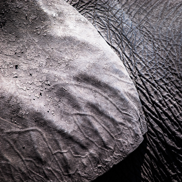 Elephant detail