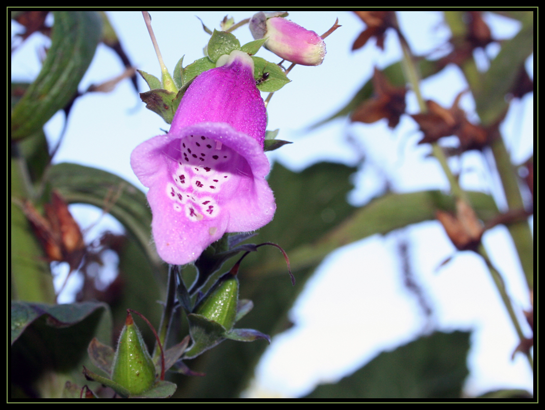 Fox Glove And My Ant