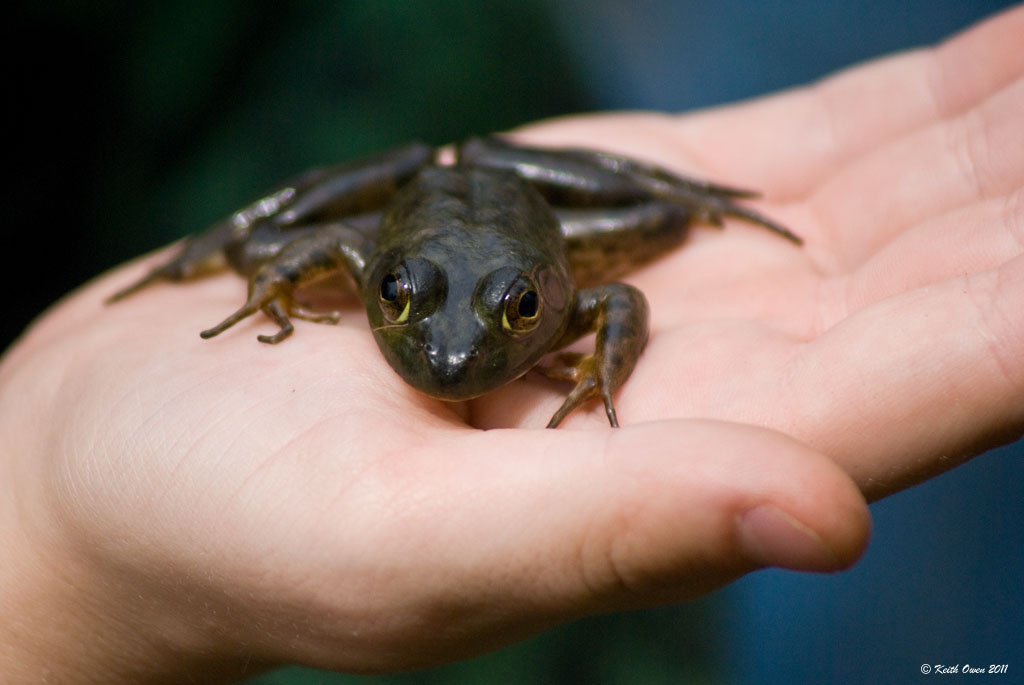 Frog in the Hand