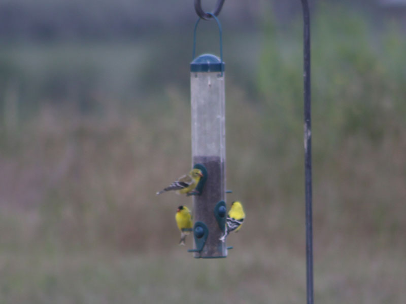 Gold Finch Party at the feeder