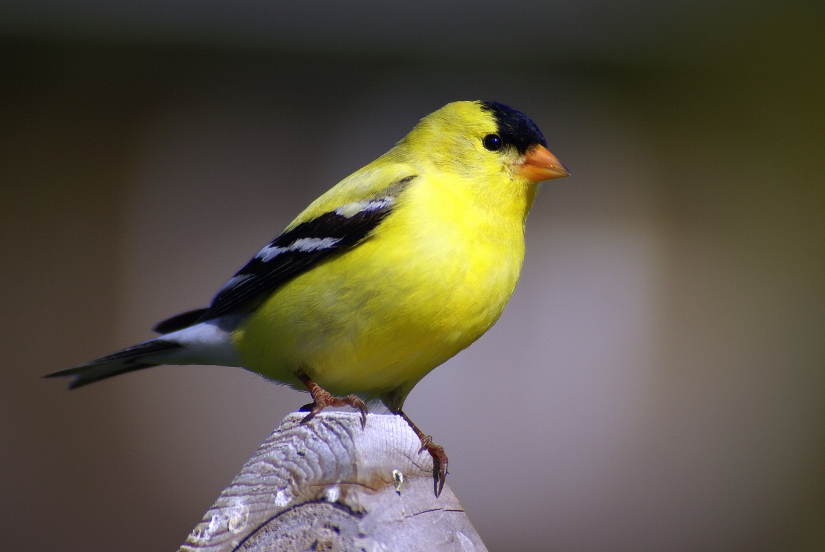 Goldfinch on the deck