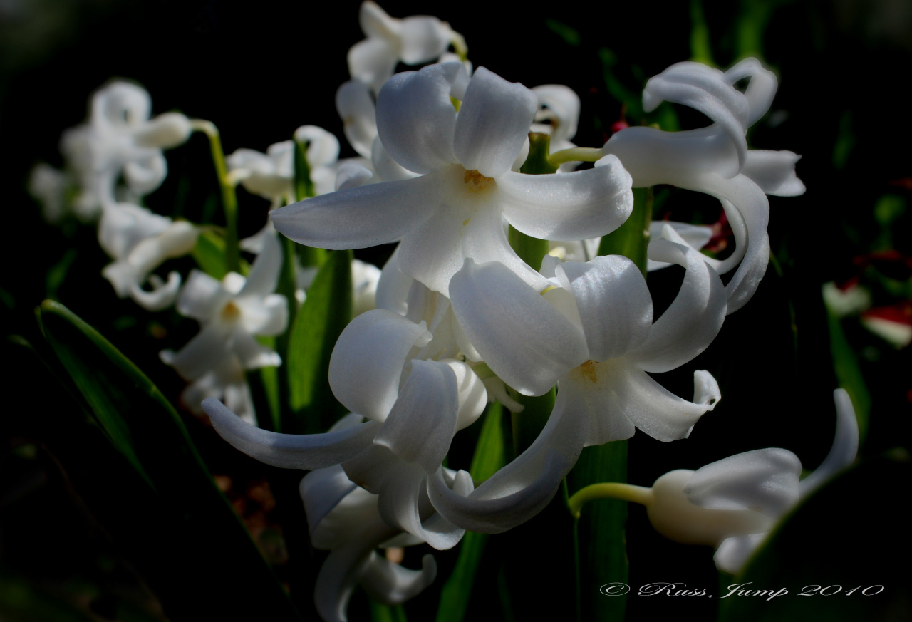 Hyacinths II