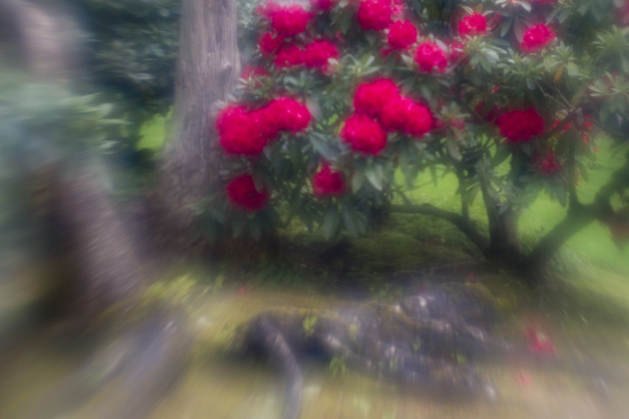 In the garden with my lensbaby