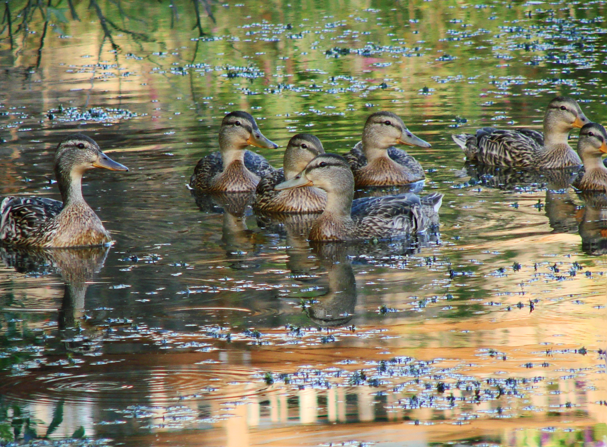Just Duckies.