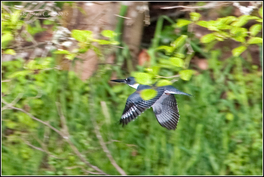 Kingfisher in Flight