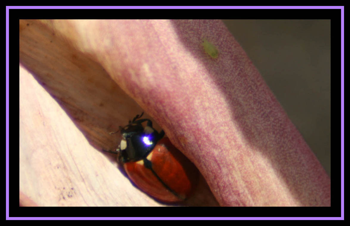Ladybug and Aphid