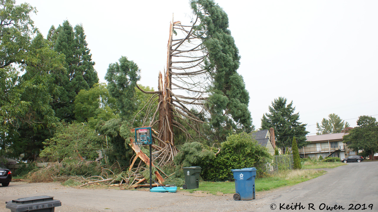 Lightning Destroyed Cedar