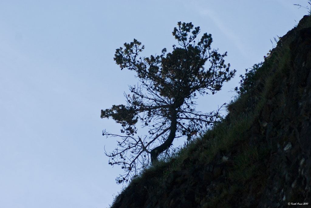 Lone Pine