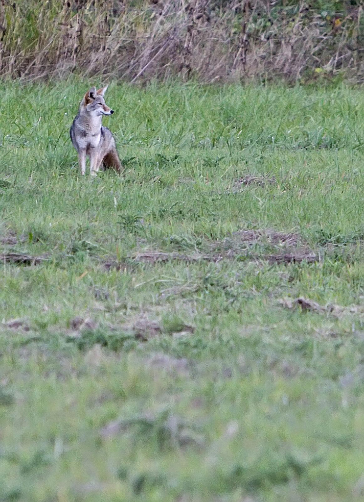 Lone Wolf . . . I mean coyote