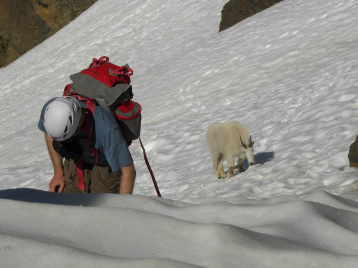 Mountain Goat Stalker