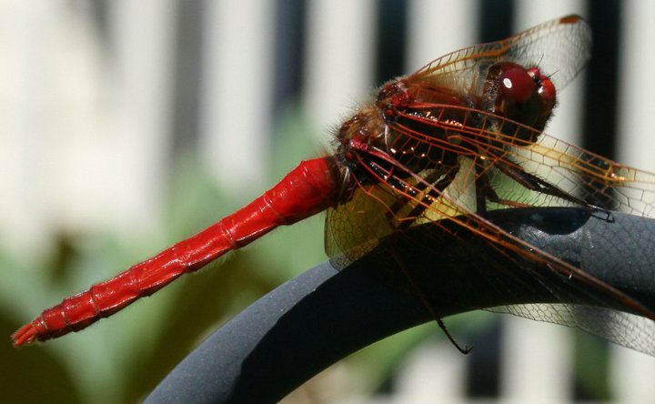 Our Red Dragonfly