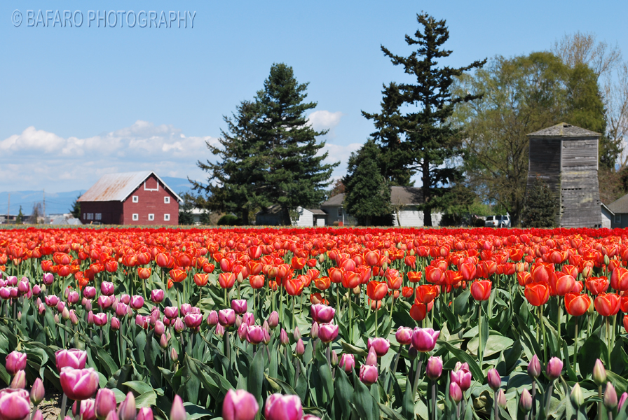 picturesque tulip field
