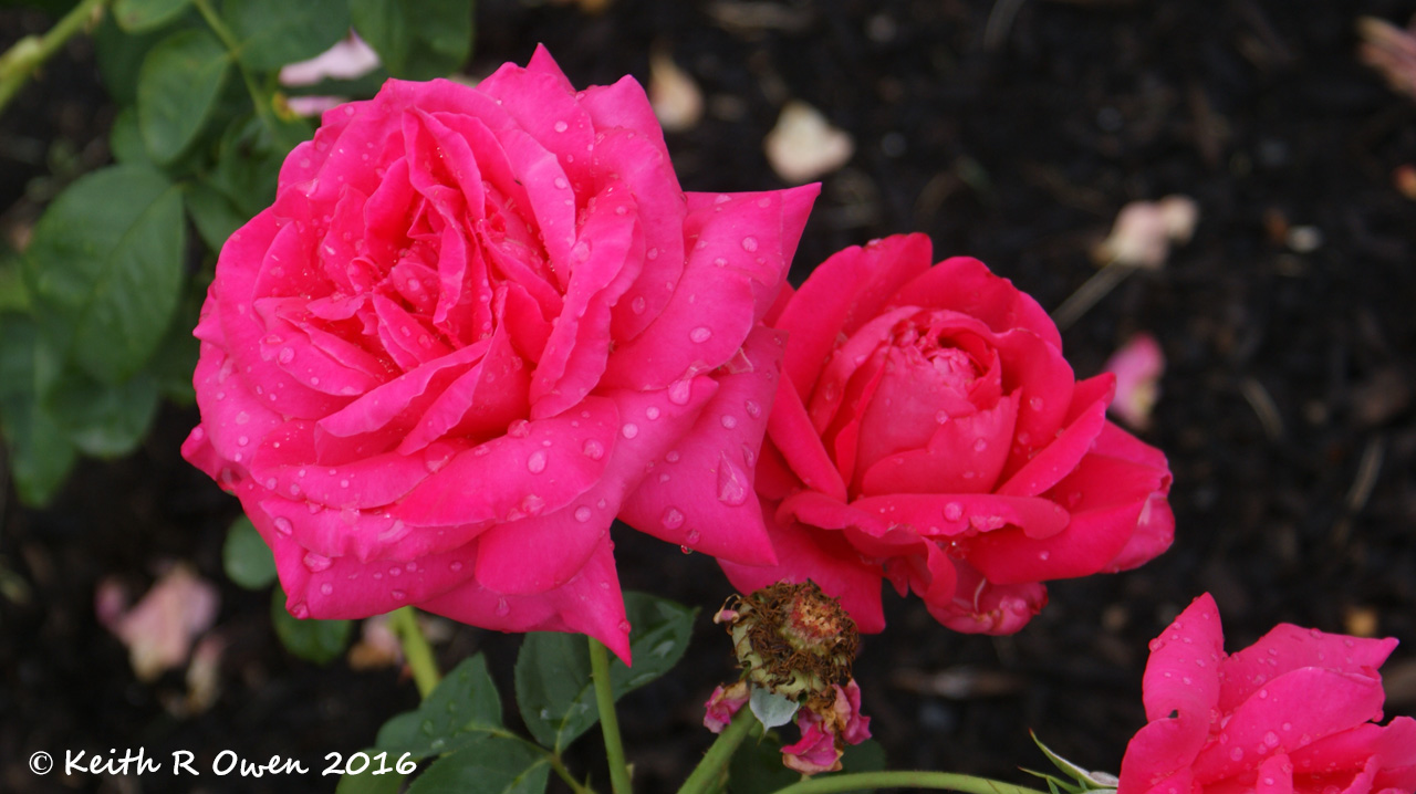 Raindrops On Roses