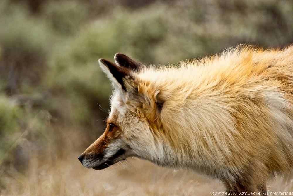 Red Fox Up Close and Personal