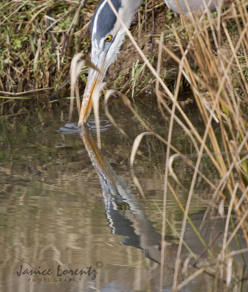 Reflection of a Great Blue Heron