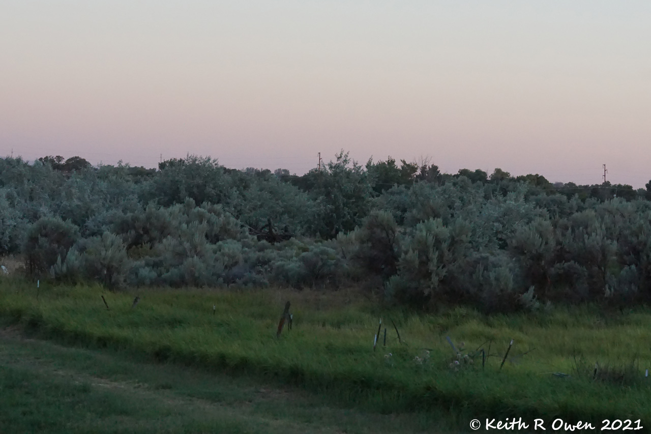 Russian Olive Trees