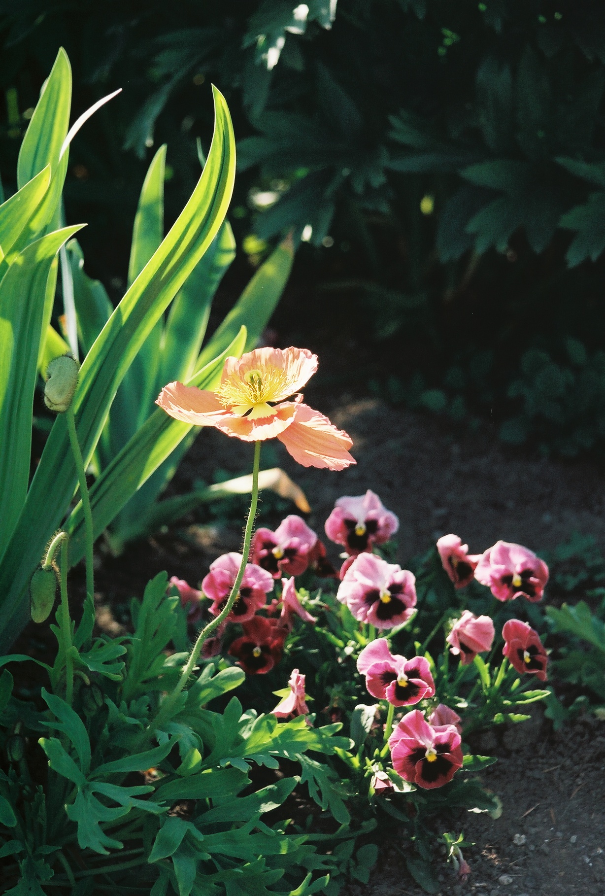 Schnieder Iris Gardens