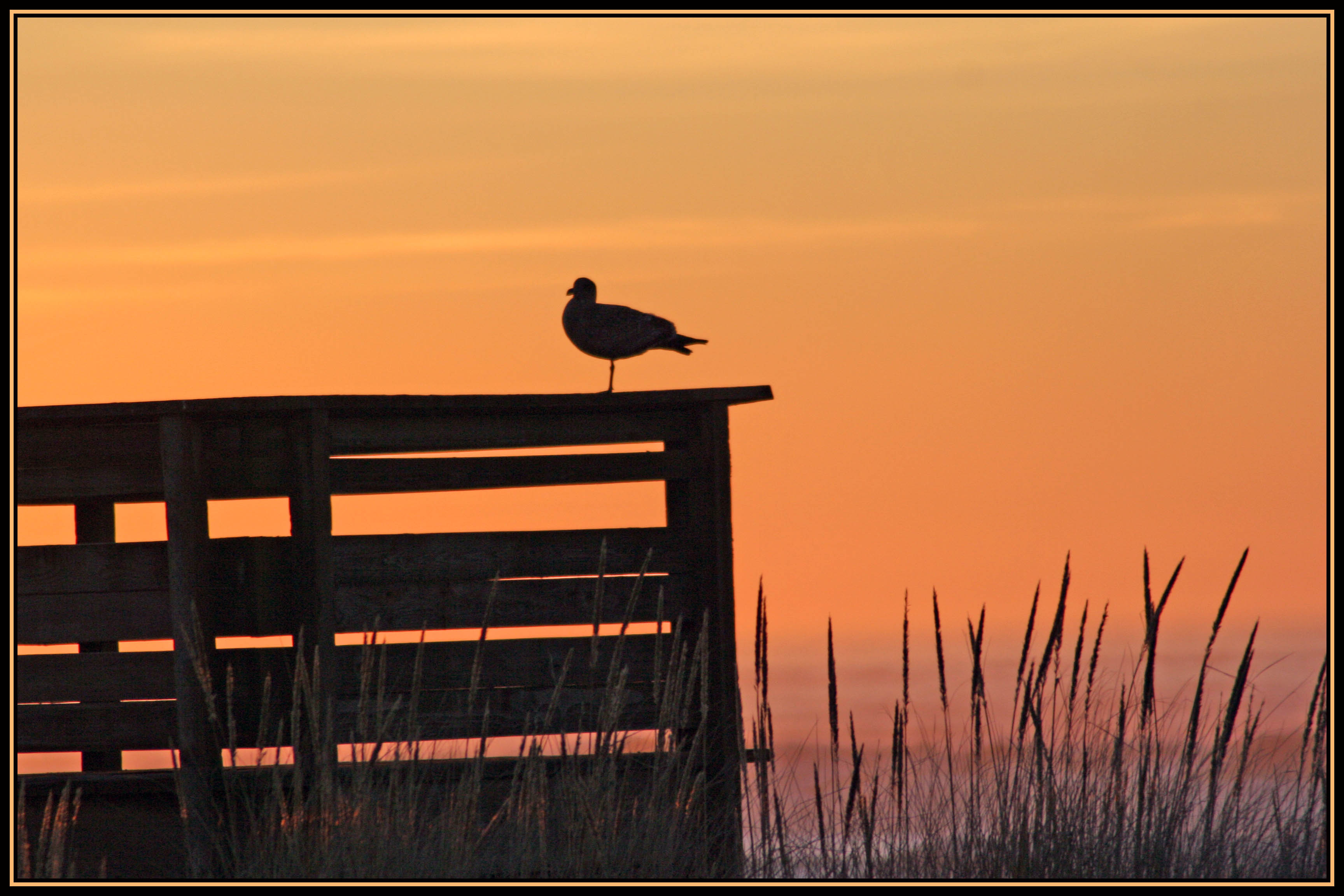 Sea Gull Sunset