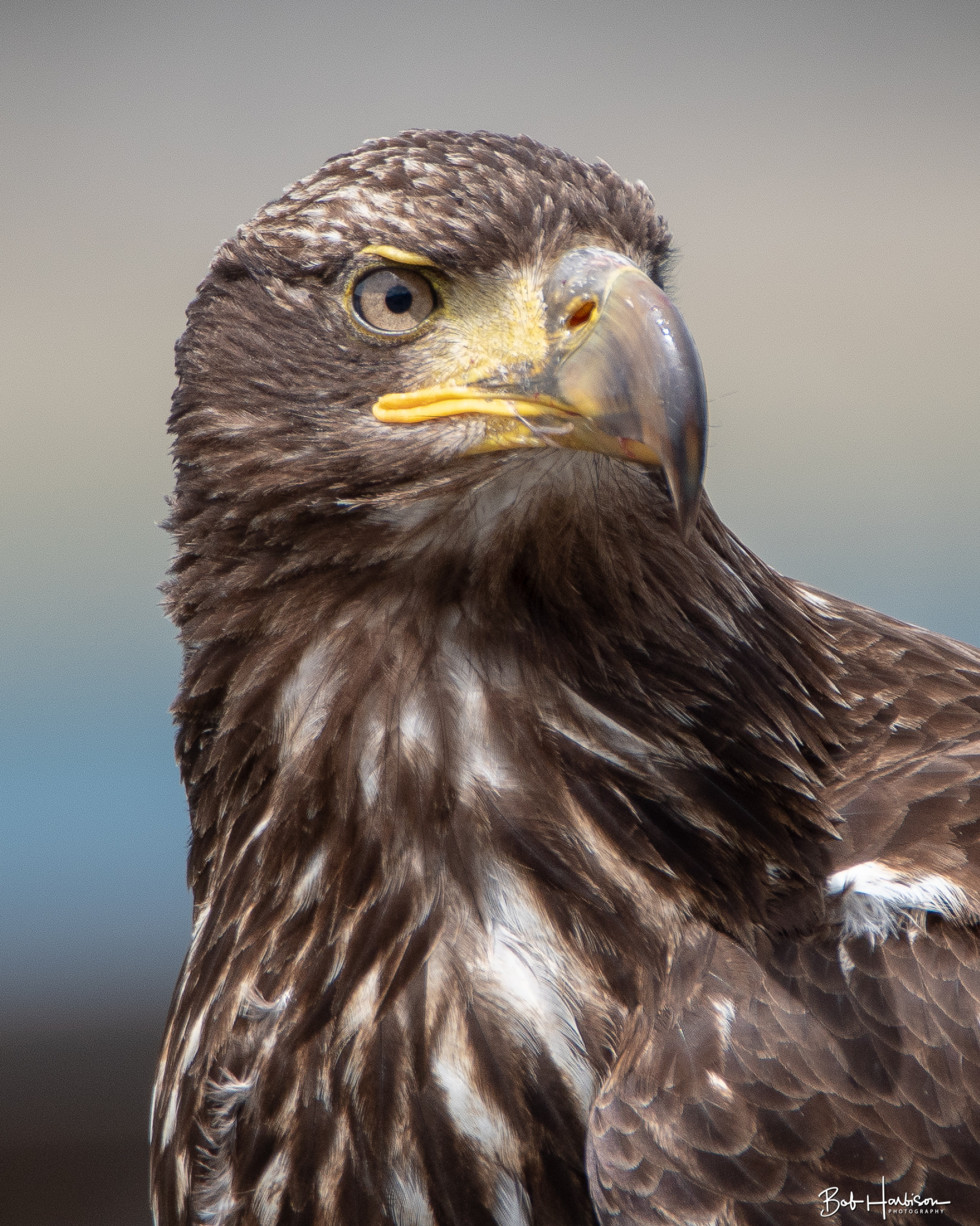 Seabeck Eagle