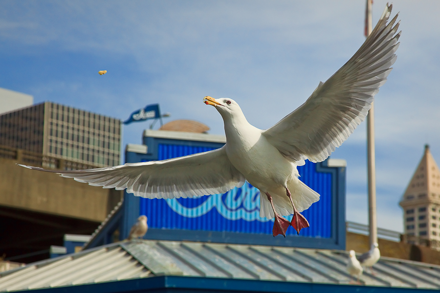 Seagull and french fry