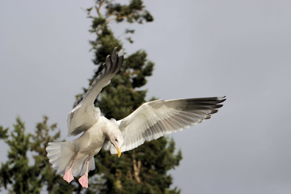 seagull_landing