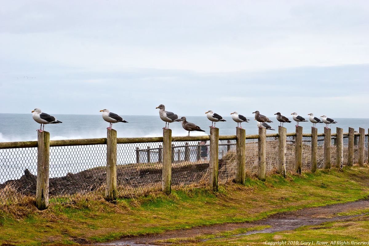 Seagulls (Not Ducks) In A Row
