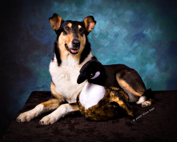 Smooth Coated Collie